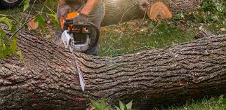 Trusted Madison Heights, MI Tree Services Experts