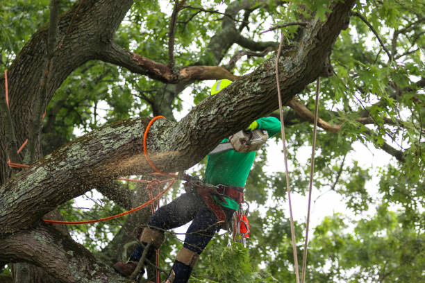 How Our Tree Care Process Works  in  Madison Heights, MI